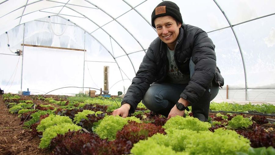 Working the lettuce patch at Clutch Farm